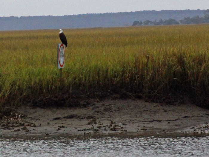 dragonfly-pb-gets-this-close-to-bald-eagle