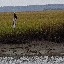 dragonfly-pb-gets-this-close-to-bald-eagle